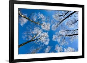 Low View of Tall Trees Under Blue Sky in Winter-Craig Roberts-Framed Photographic Print