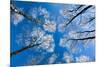 Low View of Tall Trees Under Blue Sky in Winter-Craig Roberts-Mounted Photographic Print