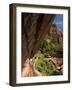 Lower Emerald Pool, Zion National Park, Utah, United States of America, North America-Richard Maschmeyer-Framed Photographic Print