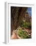 Lower Emerald Pool, Zion National Park, Utah, United States of America, North America-Richard Maschmeyer-Framed Photographic Print