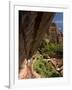 Lower Emerald Pool, Zion National Park, Utah, United States of America, North America-Richard Maschmeyer-Framed Photographic Print