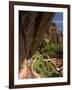 Lower Emerald Pool, Zion National Park, Utah, United States of America, North America-Richard Maschmeyer-Framed Photographic Print