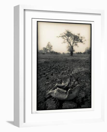 Lower Jaw of Animal Skull on Parched Mud in Selous Game Reserve, Tanzania-Paul Joynson Hicks-Framed Photographic Print