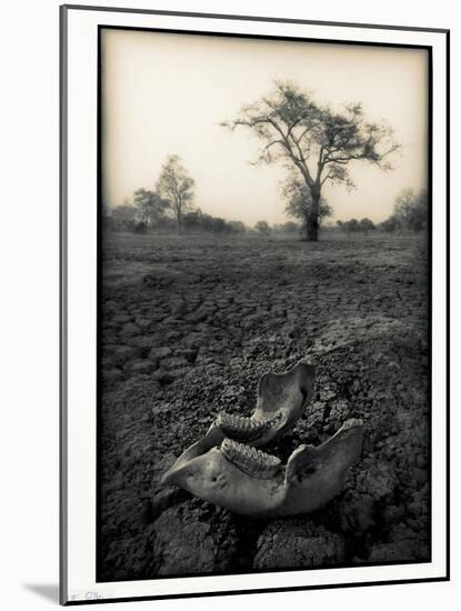 Lower Jaw of Animal Skull on Parched Mud in Selous Game Reserve, Tanzania-Paul Joynson Hicks-Mounted Photographic Print