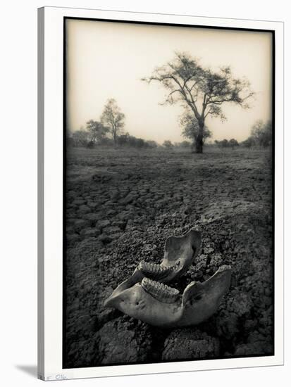 Lower Jaw of Animal Skull on Parched Mud in Selous Game Reserve, Tanzania-Paul Joynson Hicks-Stretched Canvas