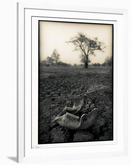 Lower Jaw of Animal Skull on Parched Mud in Selous Game Reserve, Tanzania-Paul Joynson Hicks-Framed Photographic Print