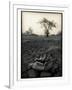 Lower Jaw of Animal Skull on Parched Mud in Selous Game Reserve, Tanzania-Paul Joynson Hicks-Framed Photographic Print