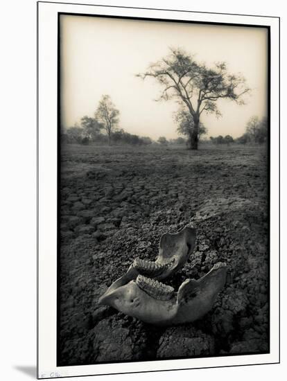 Lower Jaw of Animal Skull on Parched Mud in Selous Game Reserve, Tanzania-Paul Joynson Hicks-Mounted Photographic Print