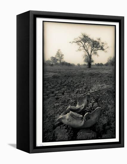 Lower Jaw of Animal Skull on Parched Mud in Selous Game Reserve, Tanzania-Paul Joynson Hicks-Framed Stretched Canvas