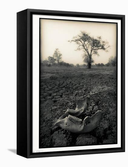 Lower Jaw of Animal Skull on Parched Mud in Selous Game Reserve, Tanzania-Paul Joynson Hicks-Framed Stretched Canvas