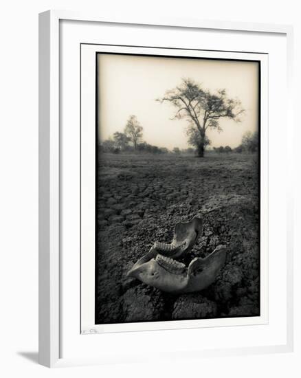 Lower Jaw of Animal Skull on Parched Mud in Selous Game Reserve, Tanzania-Paul Joynson Hicks-Framed Photographic Print