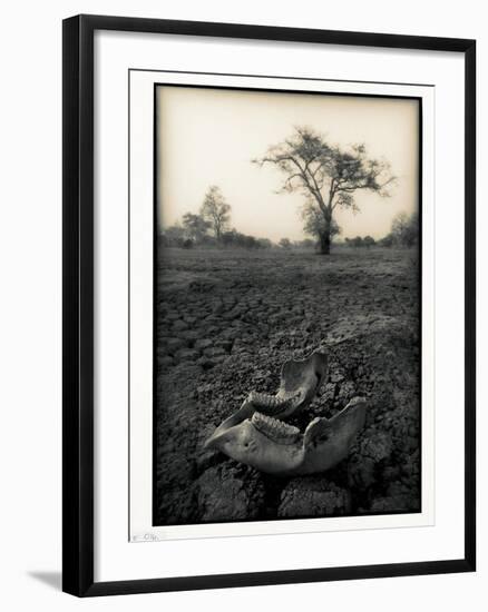 Lower Jaw of Animal Skull on Parched Mud in Selous Game Reserve, Tanzania-Paul Joynson Hicks-Framed Photographic Print