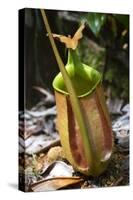 Lower Pitcher of the Carnivorous Pitcher Plant (Nepenthes Bicalcarata) Endemic to Borneo-Louise Murray-Stretched Canvas