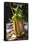 Lower Pitcher of the Carnivorous Pitcher Plant (Nepenthes Bicalcarata) Endemic to Borneo-Louise Murray-Framed Stretched Canvas
