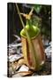 Lower Pitcher of the Carnivorous Pitcher Plant (Nepenthes Bicalcarata) Endemic to Borneo-Louise Murray-Stretched Canvas