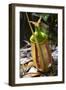 Lower Pitcher of the Carnivorous Pitcher Plant (Nepenthes Bicalcarata) Endemic to Borneo-Louise Murray-Framed Photographic Print