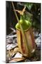 Lower Pitcher of the Carnivorous Pitcher Plant (Nepenthes Bicalcarata) Endemic to Borneo-Louise Murray-Mounted Photographic Print