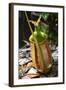 Lower Pitcher of the Carnivorous Pitcher Plant (Nepenthes Bicalcarata) Endemic to Borneo-Louise Murray-Framed Photographic Print