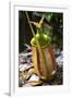 Lower Pitcher of the Carnivorous Pitcher Plant (Nepenthes Bicalcarata) Endemic to Borneo-Louise Murray-Framed Photographic Print