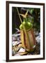 Lower Pitcher of the Carnivorous Pitcher Plant (Nepenthes Bicalcarata) Endemic to Borneo-Louise Murray-Framed Photographic Print