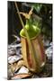 Lower Pitcher of the Carnivorous Pitcher Plant (Nepenthes Bicalcarata) Endemic to Borneo-Louise Murray-Mounted Photographic Print