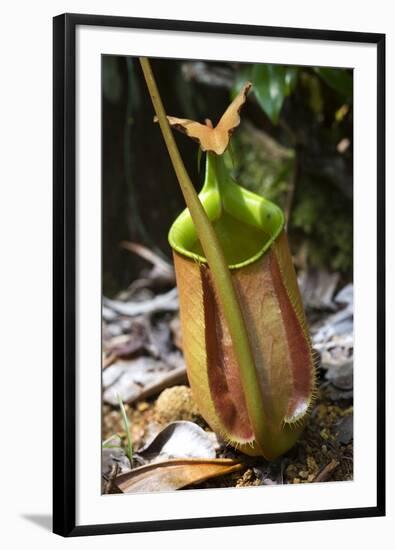 Lower Pitcher of the Carnivorous Pitcher Plant (Nepenthes Bicalcarata) Endemic to Borneo-Louise Murray-Framed Photographic Print