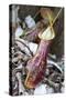 Lower Pitcher of the Carnivorous Pitcher Plant (Nepenthes Rafflesiana)-Louise Murray-Stretched Canvas