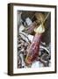 Lower Pitcher of the Carnivorous Pitcher Plant (Nepenthes Rafflesiana)-Louise Murray-Framed Photographic Print