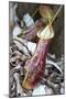 Lower Pitcher of the Carnivorous Pitcher Plant (Nepenthes Rafflesiana)-Louise Murray-Mounted Photographic Print