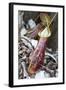 Lower Pitcher of the Carnivorous Pitcher Plant (Nepenthes Rafflesiana)-Louise Murray-Framed Photographic Print