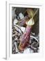 Lower Pitcher of the Carnivorous Pitcher Plant (Nepenthes Rafflesiana)-Louise Murray-Framed Photographic Print