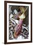 Lower Pitcher of the Carnivorous Pitcher Plant (Nepenthes Rafflesiana)-Louise Murray-Framed Photographic Print