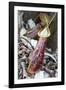 Lower Pitcher of the Carnivorous Pitcher Plant (Nepenthes Rafflesiana)-Louise Murray-Framed Photographic Print