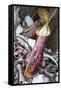 Lower Pitcher of the Carnivorous Pitcher Plant (Nepenthes Rafflesiana)-Louise Murray-Framed Stretched Canvas