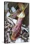 Lower Pitcher of the Carnivorous Pitcher Plant (Nepenthes Rafflesiana)-Louise Murray-Stretched Canvas