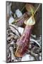 Lower Pitcher of the Carnivorous Pitcher Plant (Nepenthes Rafflesiana)-Louise Murray-Mounted Photographic Print