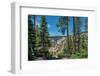 Lower Yellowstone Falls, Grand Canyon of the Yellowstone, Yellowstone National Park, Wyoming, USA-Roddy Scheer-Framed Photographic Print