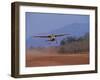 Lower Zambezi National Park, Bush Plane Taking Off from Royal Livingstone Airstrip, Zambia-John Warburton-lee-Framed Photographic Print