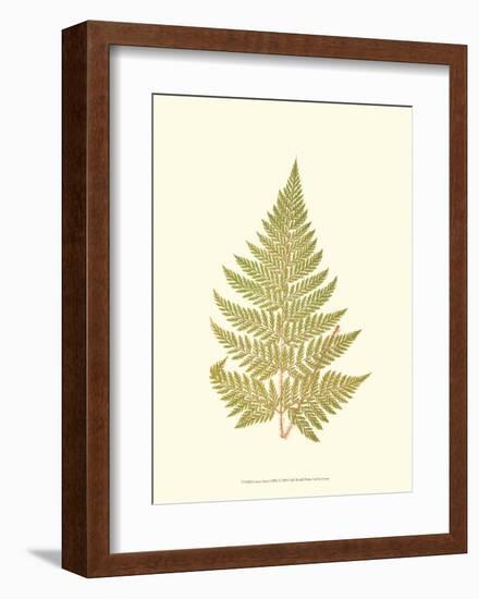 Lowes Fern I-Edward Lowe-Framed Art Print