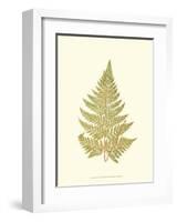 Lowes Fern I-Edward Lowe-Framed Art Print