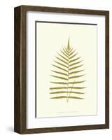 Lowes Fern IV-Edward Lowe-Framed Art Print