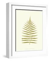 Lowes Fern IV-Edward Lowe-Framed Art Print