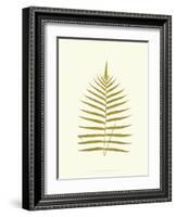 Lowes Fern IV-Edward Lowe-Framed Art Print