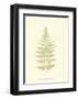 Lowes Fern V-Edward Lowe-Framed Art Print