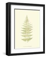 Lowes Fern V-Edward Lowe-Framed Art Print