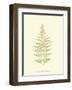 Lowes Fern V-Edward Lowe-Framed Art Print