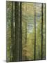 Lowes Water Through Trees, Holme Wood, Lake District, Cumbria, England, United Kingdom, Europe-Neale Clarke-Mounted Photographic Print