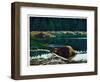 Lowland Beaver-Fred Ludekens-Framed Giclee Print