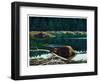 Lowland Beaver-Fred Ludekens-Framed Giclee Print