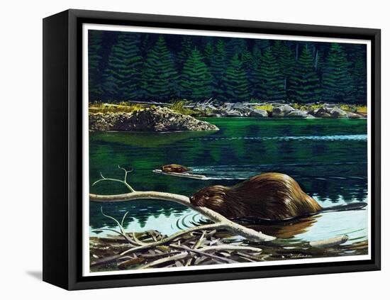 Lowland Beaver-Fred Ludekens-Framed Stretched Canvas